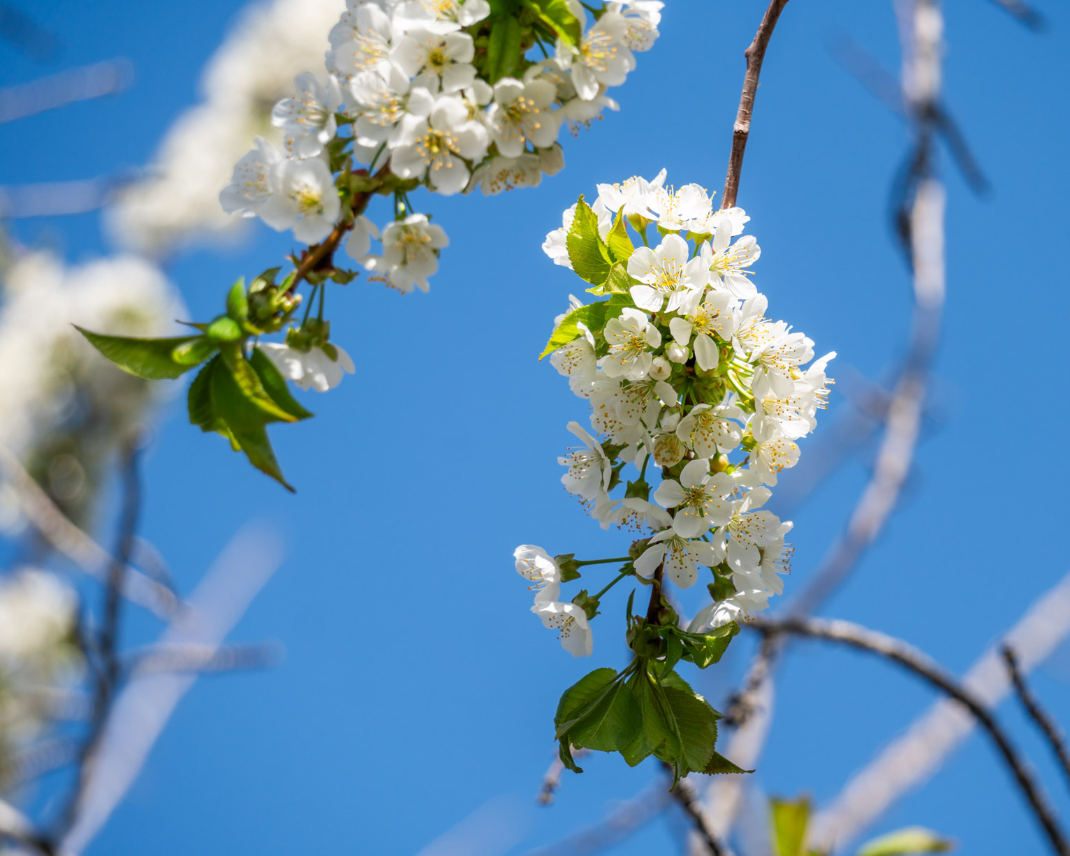 White cherry blossoms against a very blue sky